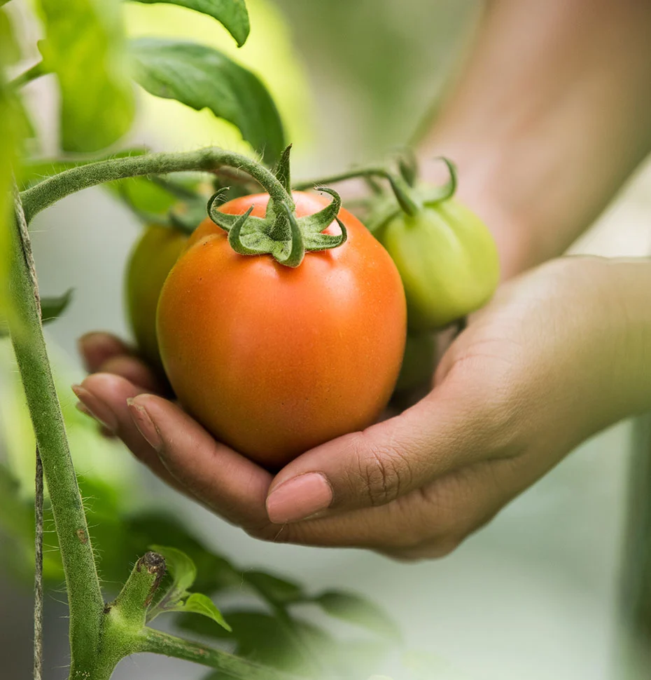 Tomato crop in a grower's hand